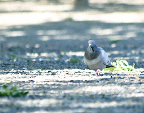 KURUPOクルポメッセージ_A