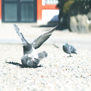 KURUPOクルポギャラリー_D